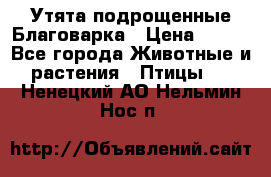 Утята подрощенные Благоварка › Цена ­ 100 - Все города Животные и растения » Птицы   . Ненецкий АО,Нельмин Нос п.